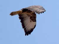 Maeusebussard (Buteo buteo) 22
